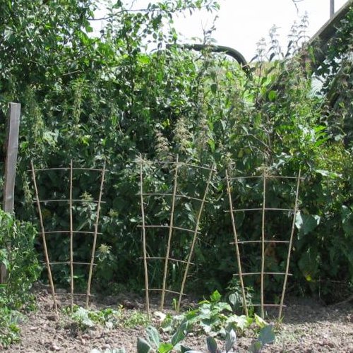 Le potager... avant que ça saute !